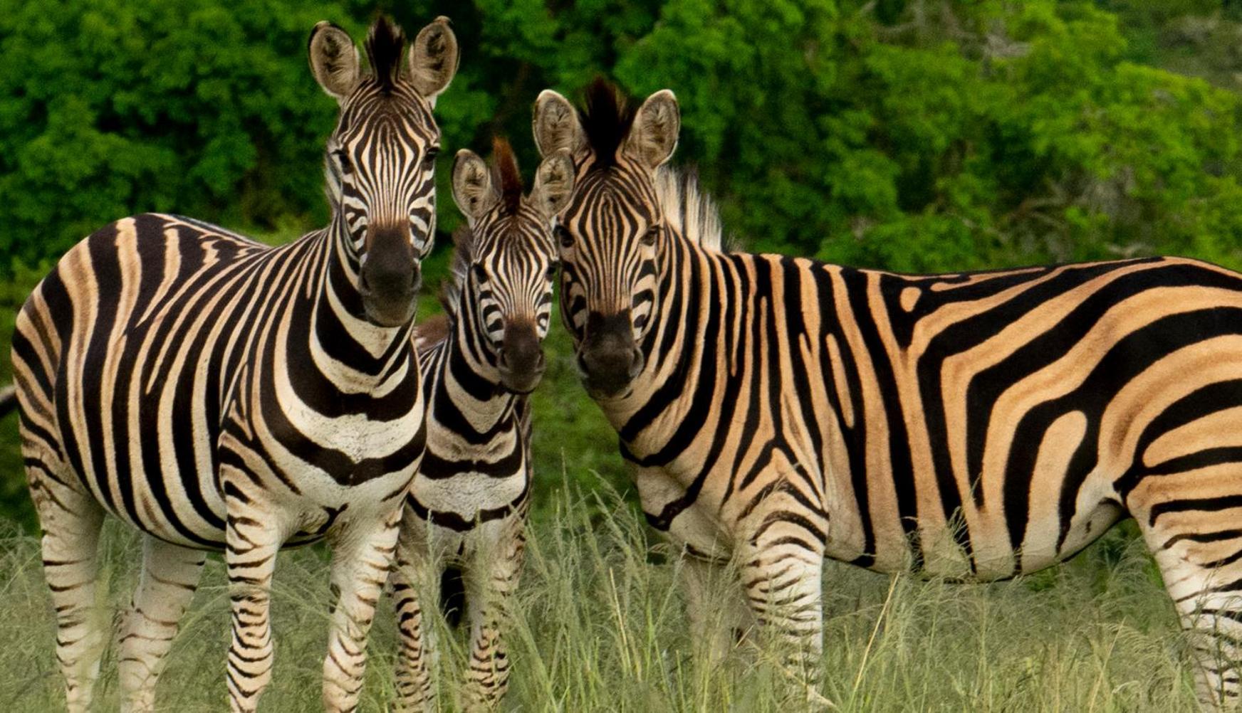 Hopewell Private Game Reserve Buyskloof Exterior photo